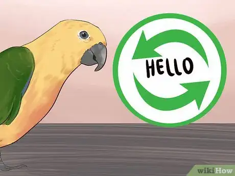 Imagen titulada Teach a Conure to Talk Step 7