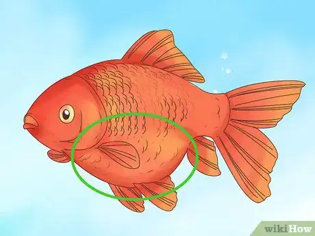 Imagen titulada Tell if a Goldfish Is Pregnant Step 8