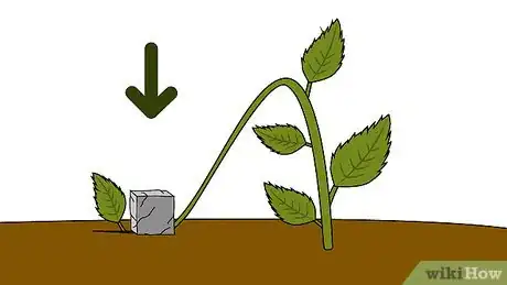 Imagen titulada Grow Hydrangea from Cuttings Step 17