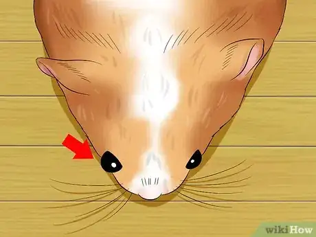 Imagen titulada Help a Hamster With Sticky Eye Step 3