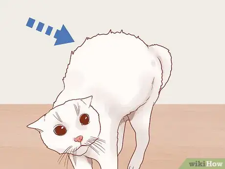 Imagen titulada Know if Your Cat Is Afraid of Something Step 5