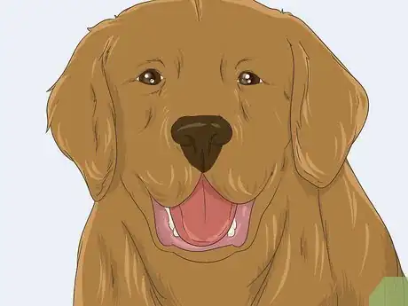 Imagen titulada Check Your Dog's Eyes Step 9