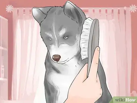 Imagen titulada Train and Care for Your New Siberian Husky Puppy Step 3