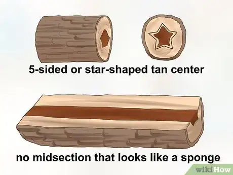 Imagen titulada Identify Hickory Trees Step 5