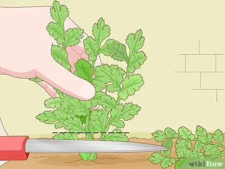 Imagen titulada Grow Parsley from Cuttings Step 13