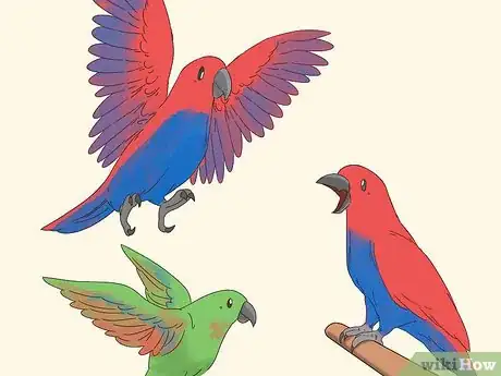 Imagen titulada Know if an Eclectus Is Right for You Step 11