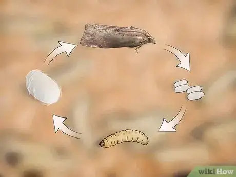 Imagen titulada Breed Waxworms Step 16