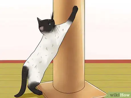 Imagen titulada Care for Siamese Cats Step 18