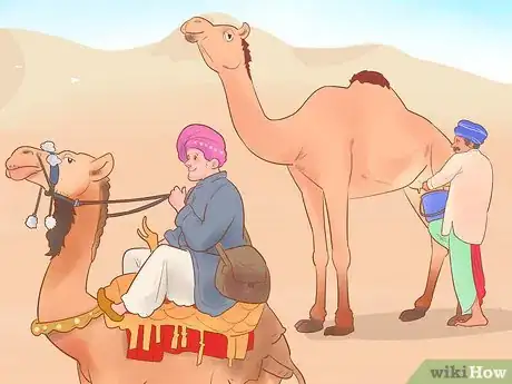 Imagen titulada Buy a Camel Step 17