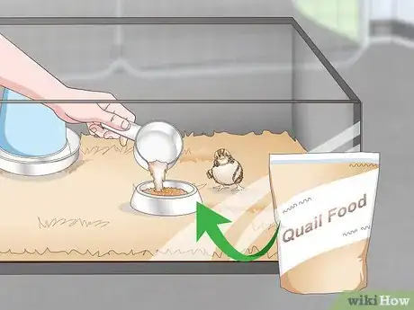 Imagen titulada Care for Quail Chicks Step 10