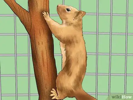 Imagen titulada Keep a Pet Squirrel Step 10