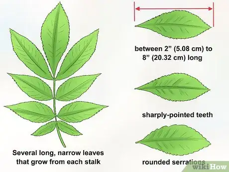 Imagen titulada Identify Hickory Trees Step 1