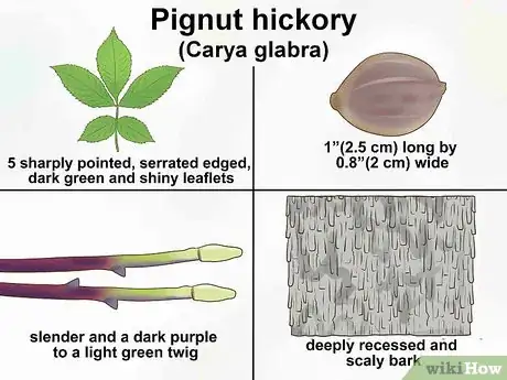 Imagen titulada Identify Hickory Trees Step 8