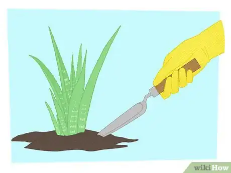 Imagen titulada Propagate Your Plants Step 1