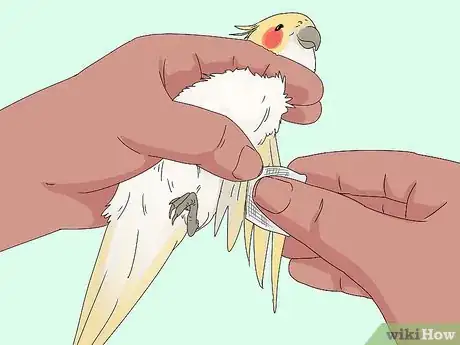 Imagen titulada Treat Injured Cockatiels Step 10