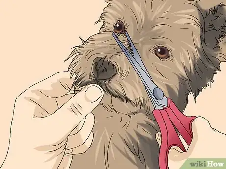 Imagen titulada Trim a Yorkie's Face Step 5