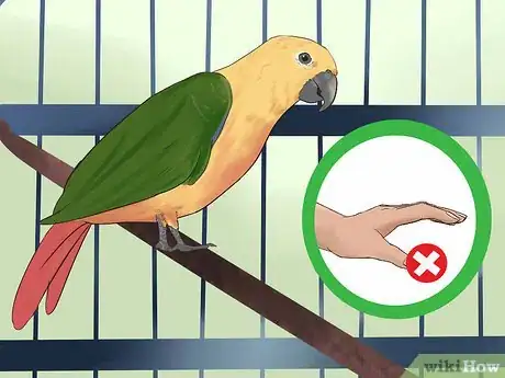 Imagen titulada Teach a Conure to Talk Step 2