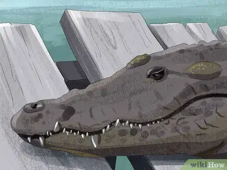 Imagen titulada Tell the Difference Between a Crocodile and an Alligator Step 2