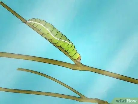 Imagen titulada Make a Caterpillar Habitat Step 10