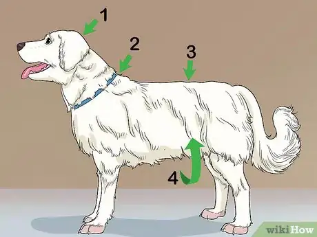 Imagen titulada Shave Your Dog Step 14