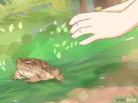 Imagen titulada Keep a Wild Caught Toad As a Pet Step 11