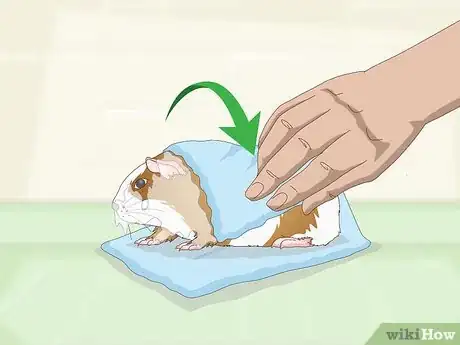 Imagen titulada Bathe a Guinea Pig Step 17