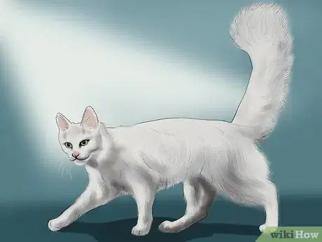 Imagen titulada Identify a Turkish Angora Step 1