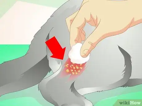 Imagen titulada Treat an Abscess on a Cat Step 8