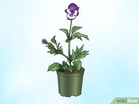 Imagen titulada Make Pansies Bloom Again Step 1