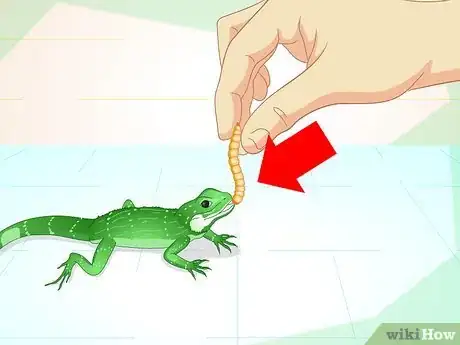 Imagen titulada Take Care of a Chinese Water Dragon Step 2