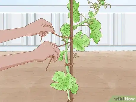 Imagen titulada Prune Grape Vines Step 4