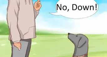decirle no a tu perro