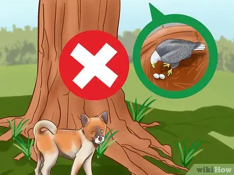 Imagen titulada Protect Small Dogs from Birds of Prey Step 7