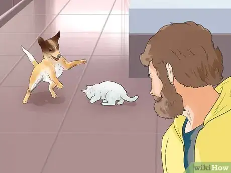 Imagen titulada Make Your Dog Like Your Cat Step 19