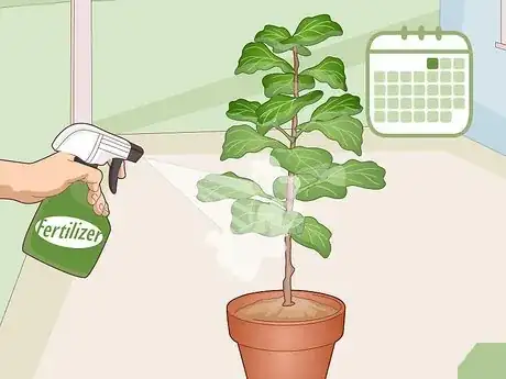 Imagen titulada Revive a Fiddle Leaf Fig Step 12