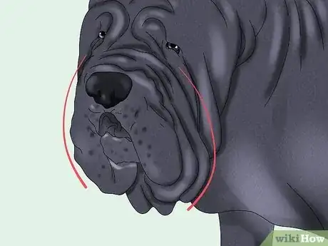 Imagen titulada Identify a Neapolitan Mastiff Step 5