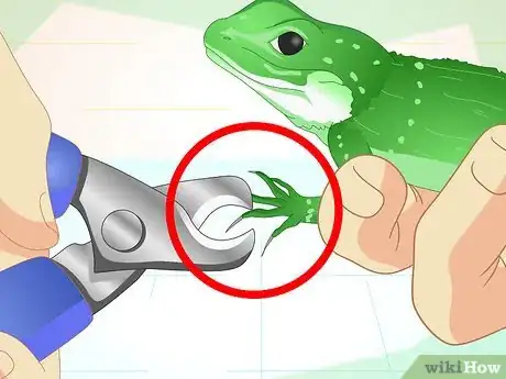 Imagen titulada Take Care of a Chinese Water Dragon Step 3