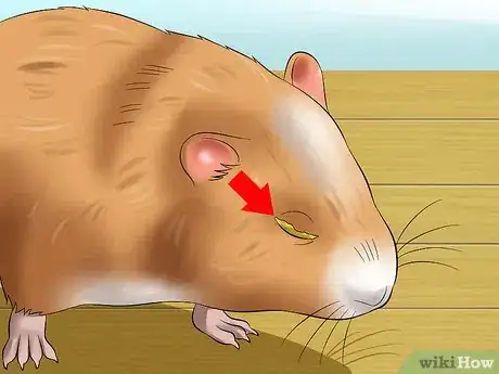 Imagen titulada Help a Hamster With Sticky Eye Step 1