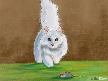 Imagen titulada Identify a Turkish Angora Step 7