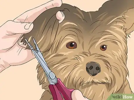 Imagen titulada Trim a Yorkie's Face Step 9