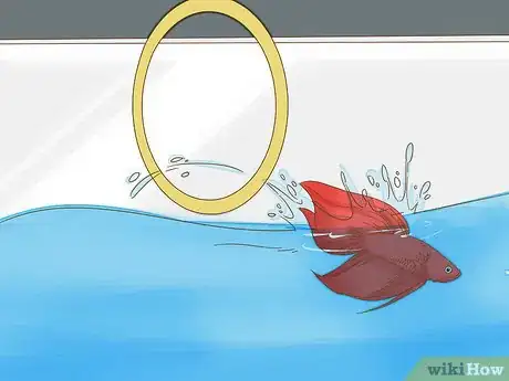 Imagen titulada Play With Your Betta Fish Step 6