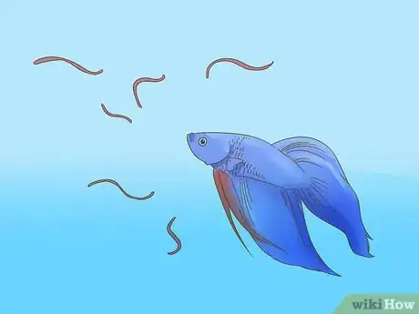 Imagen titulada Play With Your Betta Fish Step 3