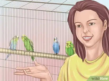 Imagen titulada Choose a Good Budgie Step 2