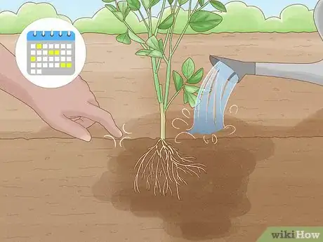 Imagen titulada Grow an Orange Tree Step 13