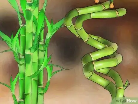 Imagen titulada Take Care of Lucky Bamboo Step 9