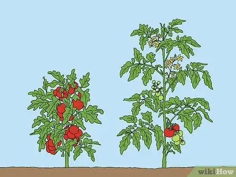 Imagen titulada Support Tomato Plants in Pots Step 1