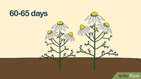 Imagen titulada Grow Chamomile Step 23