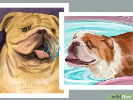 Imagen titulada Exercise an English Bulldog Step 7