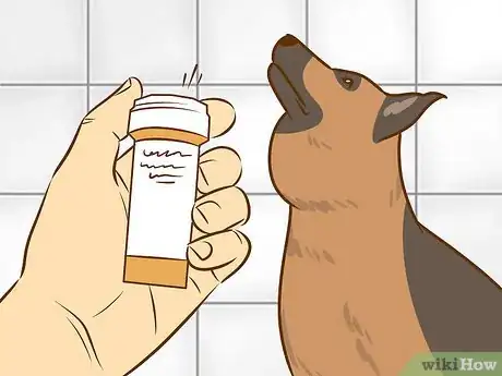 Imagen titulada Recognize and Treat Salivary Mucocele in Dogs Step 11