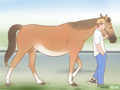 Imagen titulada Care for a Pregnant Mare Step 16